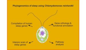 Groundbreaking-Study-Reveals-Evolutionary-Origins-of-Sleep-in-Single-Celled-Algae-1210x700